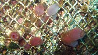 021 Ascidie rose (Ascidia mentula)